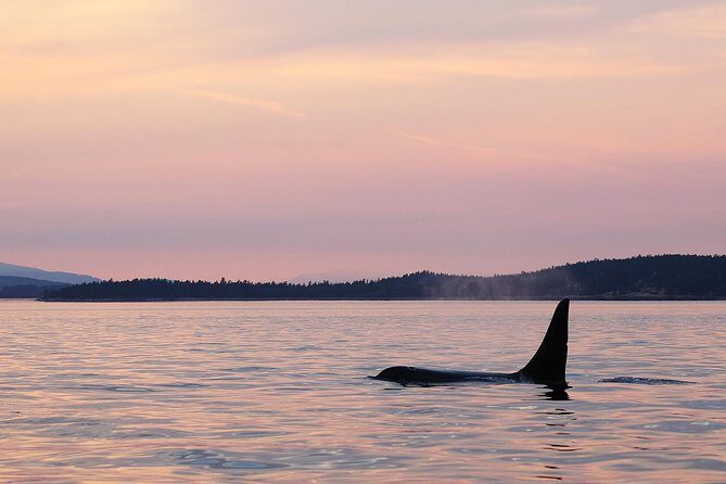 Victoria Sunset Whale-Watching Cruise - The Pricing: Value or Just Pricey?