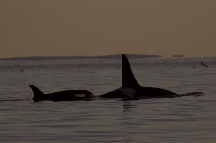 Victoria: Sunset Whale Watching Tour - Tour Overview