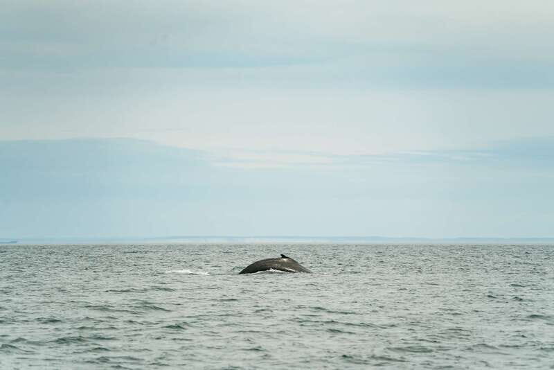 Victoria: Whale Watching Adventure in a Zodiac Boat - Who Should Consider This Tour?
