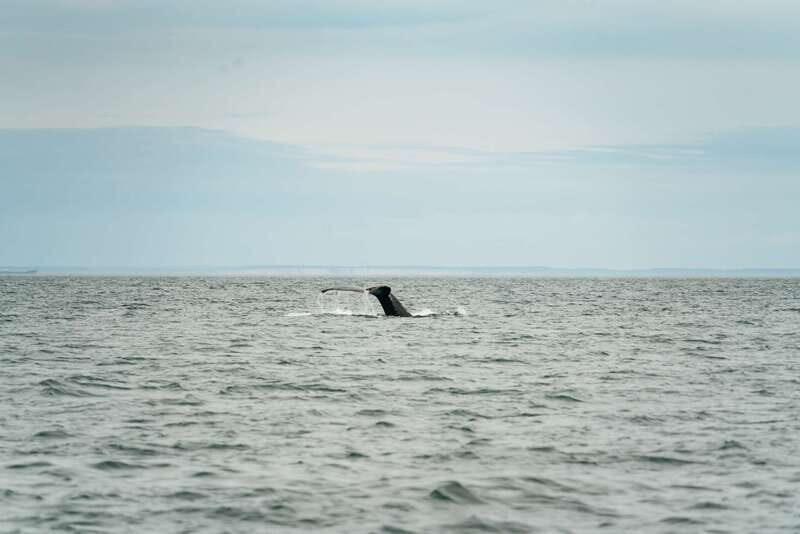 Victoria: Whale Watching Adventure in a Zodiac Boat - FAQ