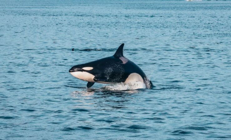 Victoria: Whale Watching Cruise by Covered Boat - Activity Details