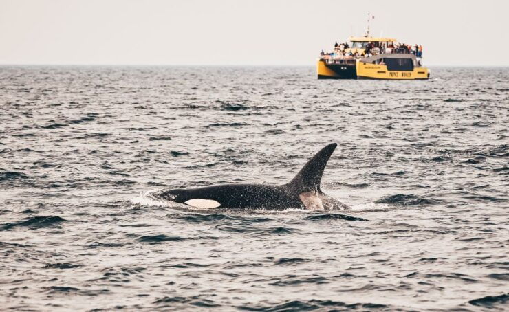 Victoria: Whale Watching Cruise by Covered Boat - Experience Highlights