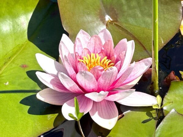 Victoria's Garden Lover's Tour - Experience Butchart Gardens