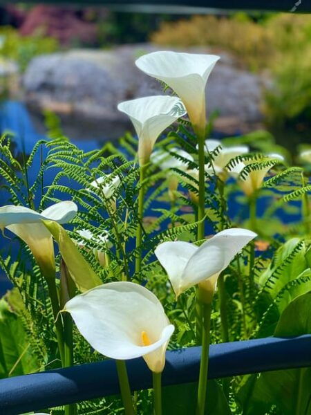 Victoria's Garden Lover's Tour - Discover Abkhazi Gardens
