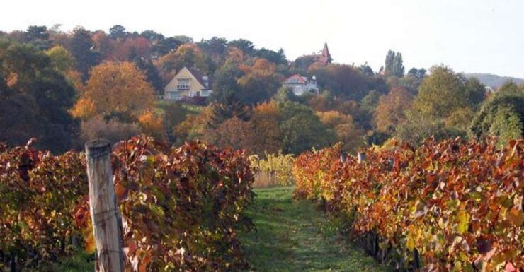 Vienna 3-Hour Hiking Tour of Wiener Wald - About the Vienna 3-Hour Hiking Tour