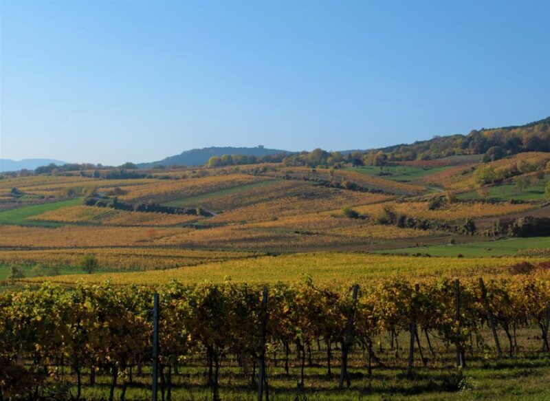 Vienna: Full-Day Vienna Woods Wine Tasting Tour - Frequently Asked Questions