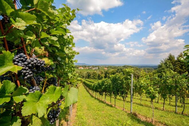 Vienna: Melk, Wachau Wine, Lower Austria Day Trip by Car - Comfortable Travel in Private Vehicle
