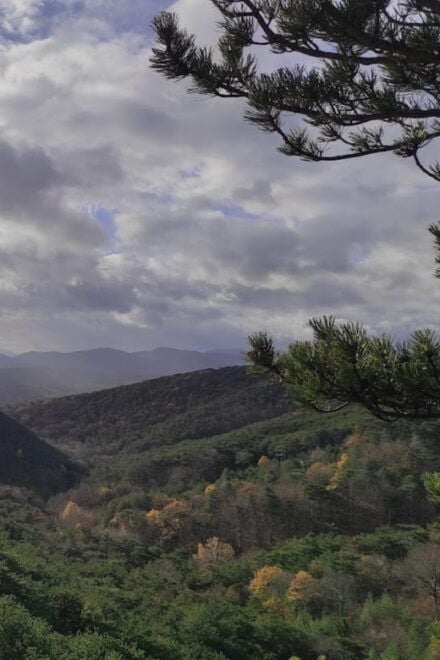 Vienna Mountain Bike Secrets - Navigating the Diverse Descent Routes
