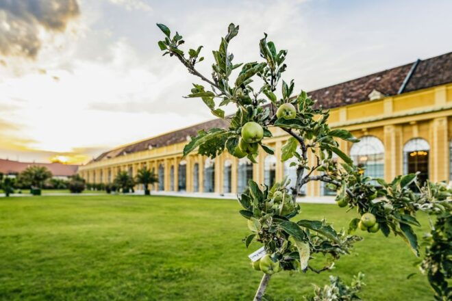Vienna: Mozart and Strauss Concert in Schoenbrunn - Customer Reviews