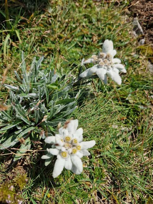 Vienna: Rax Mountain Hiking Tour with Guide and Transfer - Pricing and Value