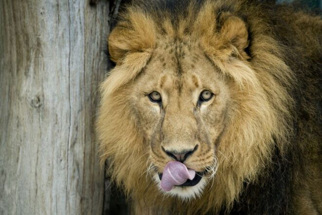 Vienna: Skip-the-line Tickets for Schönbrunn Zoo - Breathtaking Biodiversity