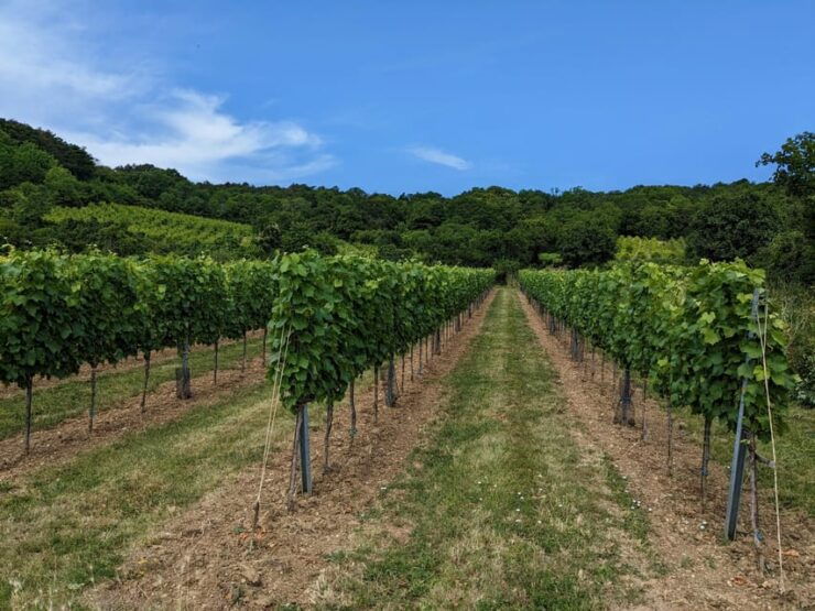 Vienna: Small-Group Wine Tasting Tour - Highlights