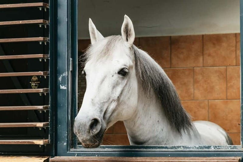 Vienna: Spanish Riding School Guided Architectural Tour - Good To Know