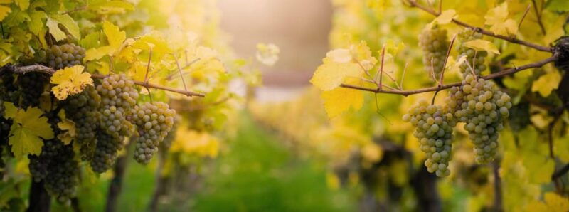Vienna: Surroundings Sip & Savor Tour - Good To Know