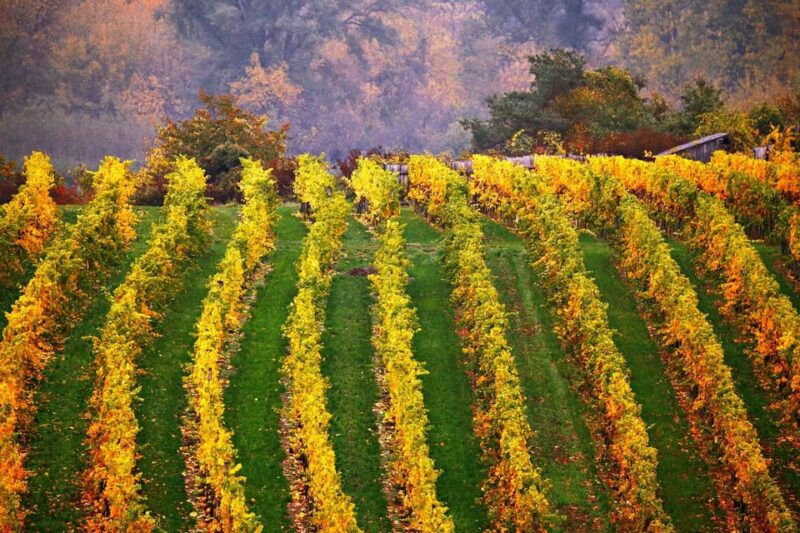 Vienna: Surroundings Sip & Savor Tour - What’s Included & What to Consider