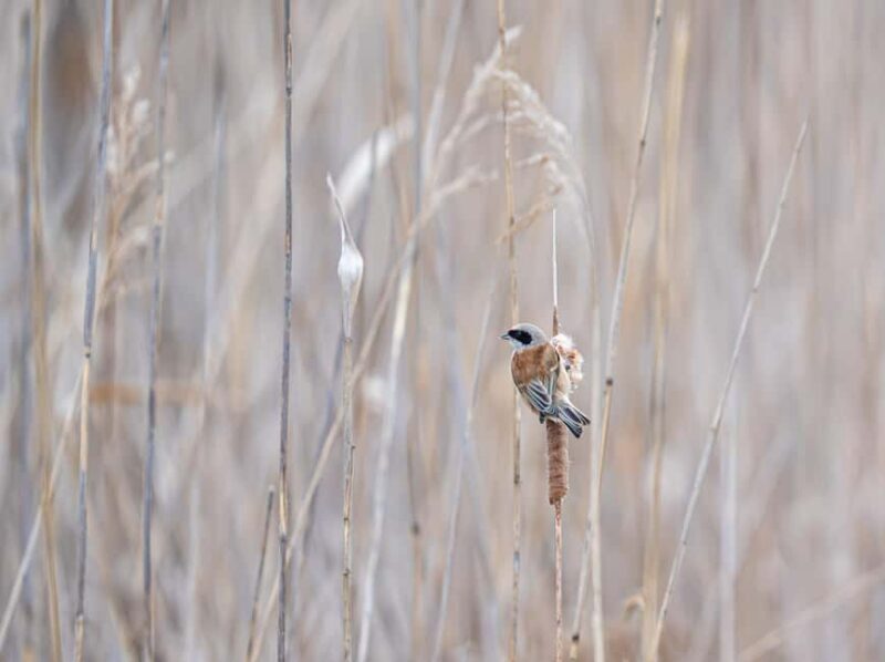 Vienna: Urban Birding  Guided bird watching tour in the big city! - Good To Know