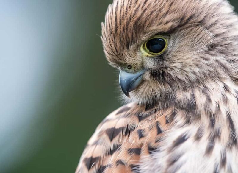 Vienna: Urban Birding  Guided bird watching tour in the big city! - A Practical Guide to the Vienna Urban Birding Tour