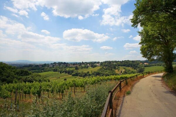 Vienna Vines & Tapas: Private Tasting Tour (9 Local Wines) - Local Winemaking Traditions