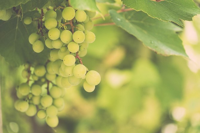 Vienna Vineyard and Danube River on Electric Bikes - Additional Information
