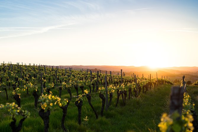 Vienna Vineyard and Danube River on Electric Bikes - Reviews