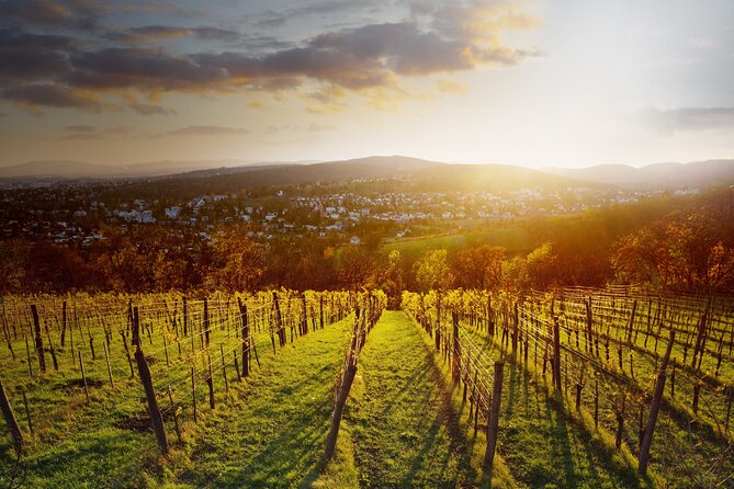 Vienna Wine Experience - The Sum Up