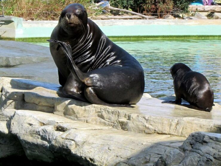 Vienna: Zoo With Private Flexible Transfers and Tickets - Vienna Zoo Highlights