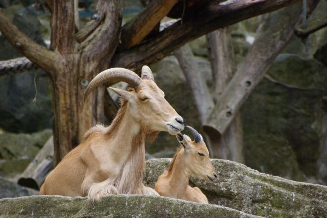 Vienna: Zoo With Private Flexible Transfers and Tickets - Inclusions