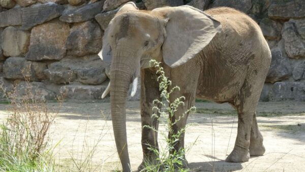 Vienna: Zoo With Private Flexible Transfers and Tickets - Private Vehicle