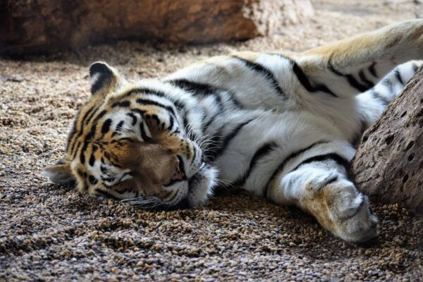 Vienna: Zoo With Private Flexible Transfers and Tickets - Approximate Visit Time