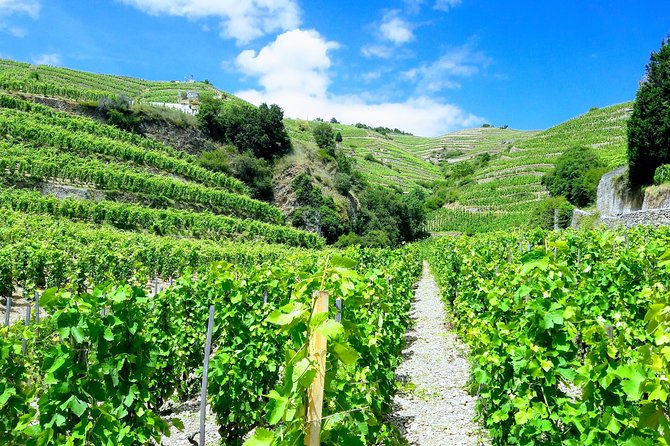 Vienne & Côte Rôtie Private Tour - The Sum Up