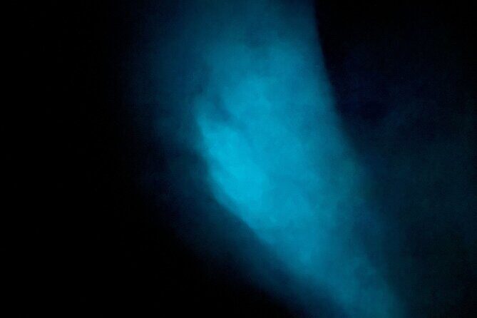 Vieques Bio Bay Tour and Beach Day Trip from San Juan by Ferry - An In-Depth Look at the Tour Experience