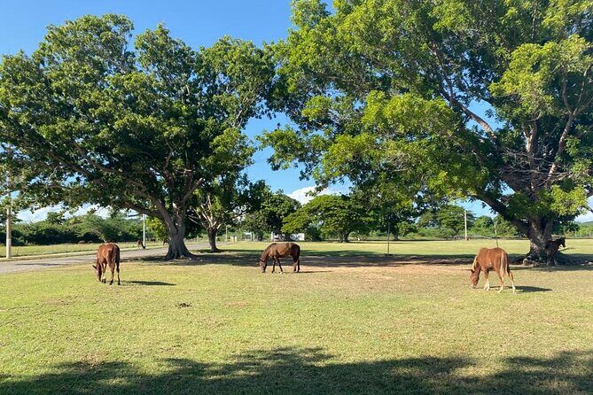 Vieques Bio Bay Tour and Beach Day Trip from San Juan by Ferry - Final Words