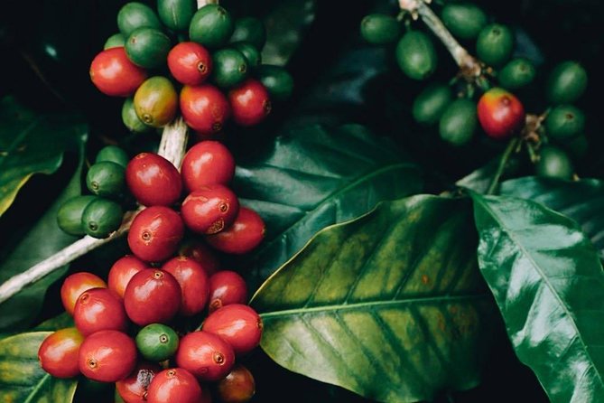 Vietnamese Coffee Master Class - Enjoy a Cup of Freshly Roasted Vietnamese Coffee