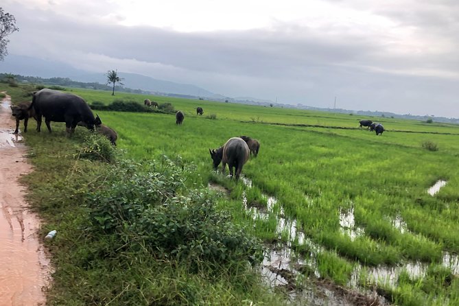 Vietnamese Rural Life Experience - Common Questions