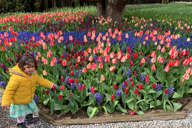View of Tulips, La Conner, Deception Pass Bridge & Whidbey Island - Tulip Fields at Skagit Valley