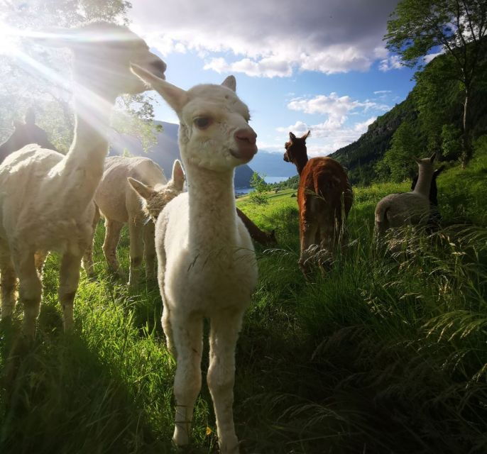 Vik: Hiking Tour With Farm Visit - Tour Highlights
