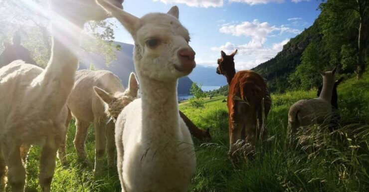 Vik: Hiking Tour With Farm Visit - Full Description