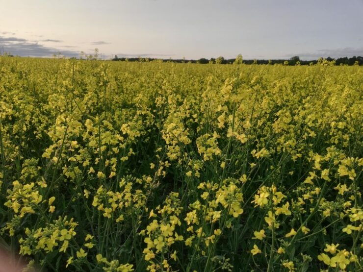 Viking History Day Tour to Sigtuna, Uppsala and Countryside - Inclusions