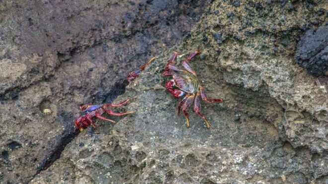Vila Franca Islet: Off-coast Nature Reserve Tour - Highlights of the Off-coast Islet Tour