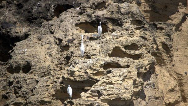 Vila Franca Islet: Off-coast Nature Reserve Tour - Meeting Point and Directions