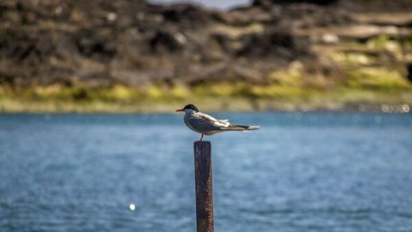 Vila Franca Islet: Off-coast Nature Reserve Tour - Parking Information at the Marina