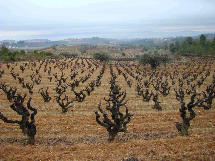 Vilafranca Del Penedès: Winery Visit With Tastings - Booking Details