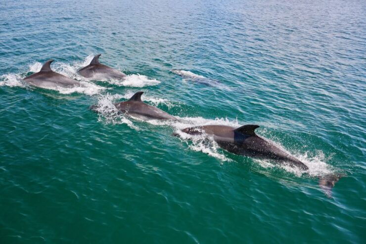 Vilamoura: Boat Tour Dolphin Quest - Booking Information