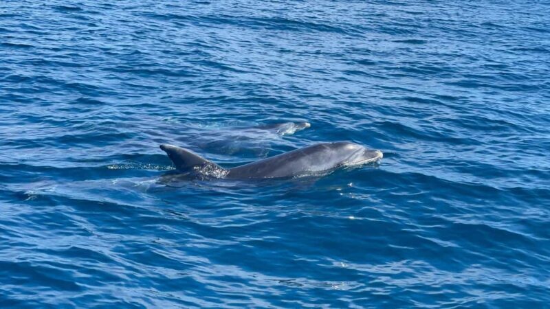 Vilamoura: Private boat Marine Wildlife Watching Safari - The Value of This Experience