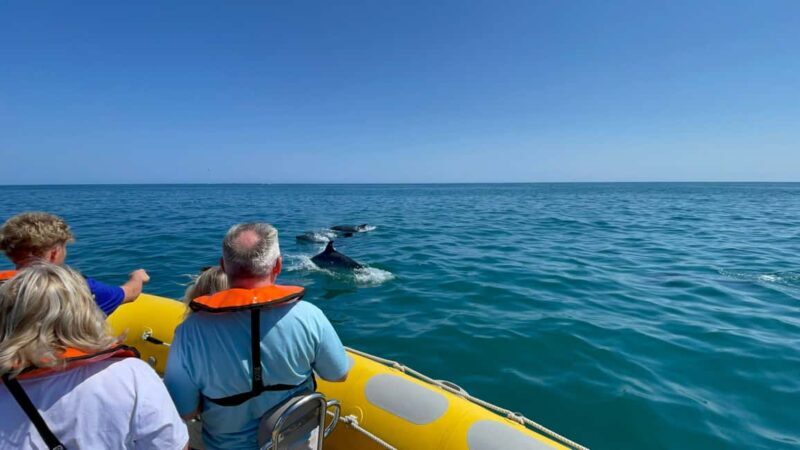 Vilamoura: Private boat Marine Wildlife Watching Safari - Who Will Love This Tour?