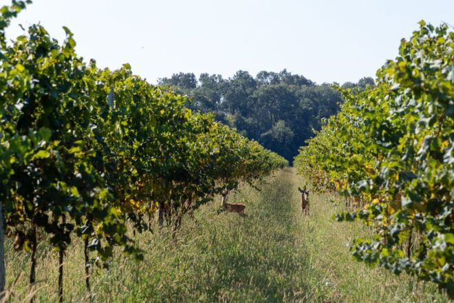 Villa Bogdano 1880: Guided Winery Tour and Tasting - Inclusions