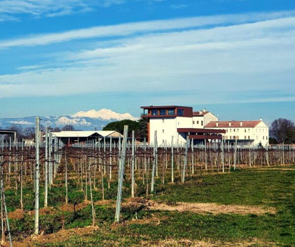 Villa Bogdano 1880: Guided Winery Tour and Tasting - Meeting Point
