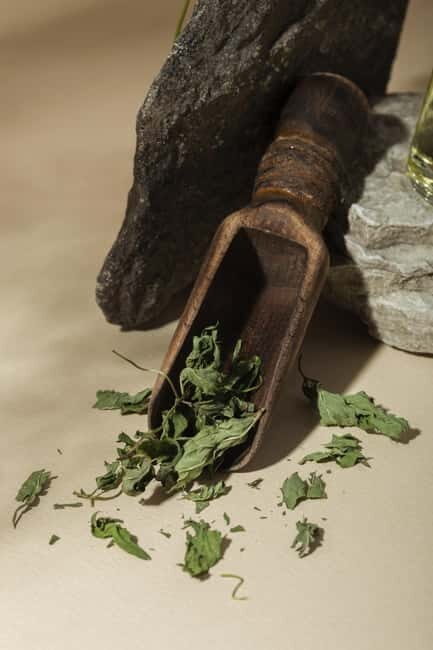 Villacidro - The Cogas ointment: the secrets of herbs - Good To Know