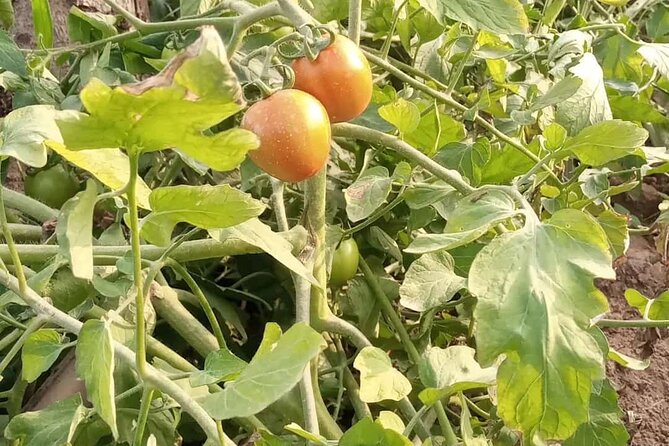 Village Experience in Ghana - Authentic Ghanaian Cuisine