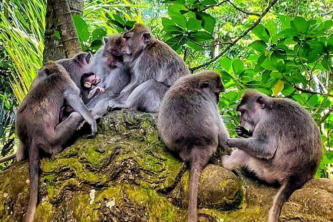 VIllage Firefly Night Tour - Ubud Bali - FAQ